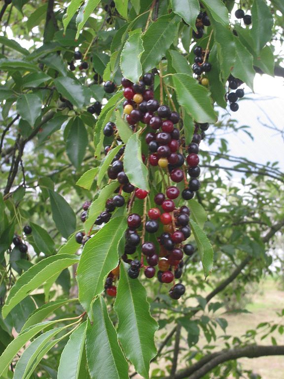 576px-Prunus_serotina fruit.jpg